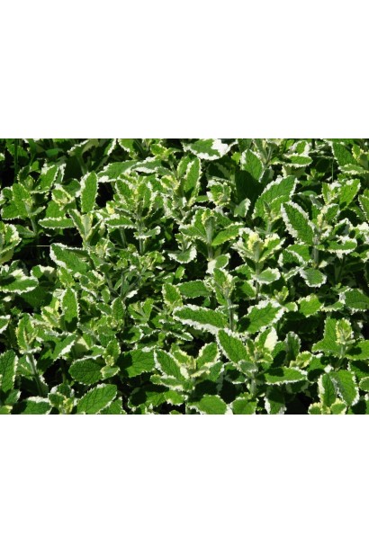 М’ята ананасна Варієгата фото